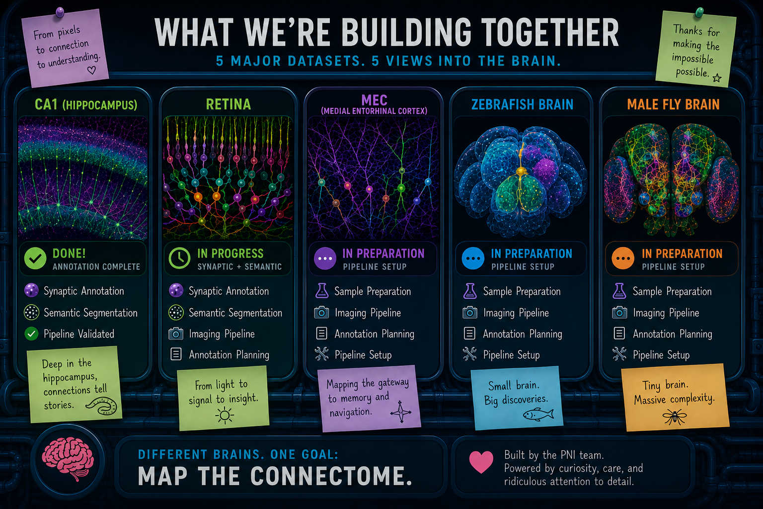 PNI Pipeline: What we're building together. 5 major datasets, 5 views into the brain - CA1 hippocampus (annotation complete), retina (in progress: synaptic + semantic), medial entorhinal cortex (in preparation), zebrafish brain (in preparation), and male fly brain (in preparation). Different brains. One goal: map the connectome.
